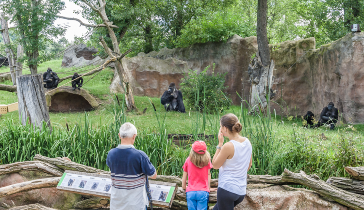 Pražskou zoo navštívilo tento rok přes 840 tisíc návštěvníků, podobně jako za celý rok 2020