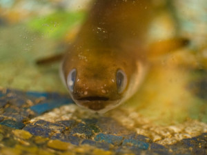 Budovu pojišťovny v centru Prahy hlídá od roku 1914 živý úhoř. Jmenuje se Pepa