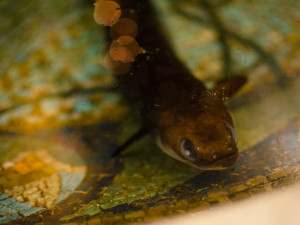 Budovu pojišťovny v centru Prahy hlídá od roku 1914 živý úhoř. Jmenuje se Pepa