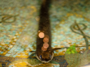 Budovu pojišťovny v centru Prahy hlídá od roku 1914 živý úhoř. Jmenuje se Pepa