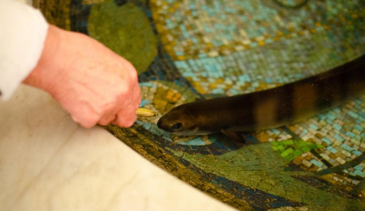 Budovu pojišťovny v centru Prahy hlídá od roku 1914 živý úhoř. Jmenuje se Pepa