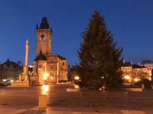 Pražským vánočním stromem bude smrk ztepilý. S trhy na Staromáku se počítá