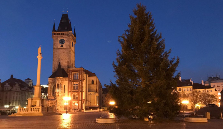 Vánoční strom z Vánoc 2020, smrk ztepilý vysoký 17 a půl metru.