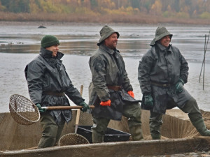 Ceny vánočních kaprů se proti minulým letům zvýší asi o pět procent