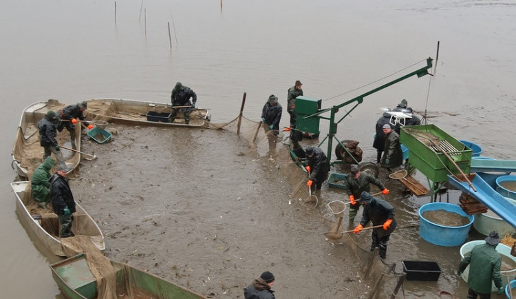 Ceny vánočních kaprů se proti minulým letům zvýší asi o pět procent.