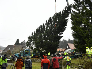 Kácení vánočního stromu pro Prahu se ujal český mistr. Smrk teď čeká cesta do metropole