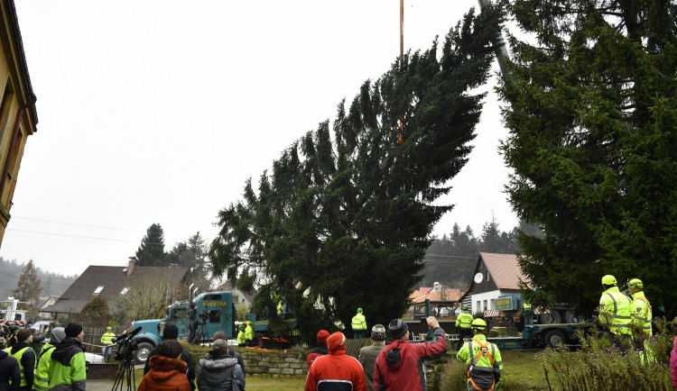 Kácení vánočního stromu pro Prahu se ujal český mistr. Smrk teď čeká cesta do metropole