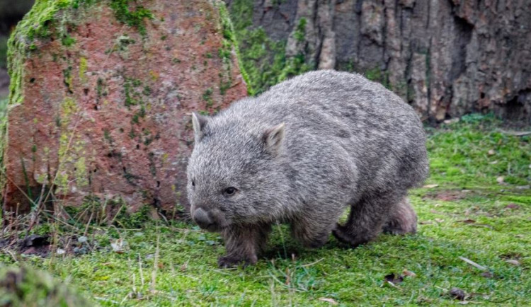 Samec Cooper je prvním a jediným vombatem na území České republiky