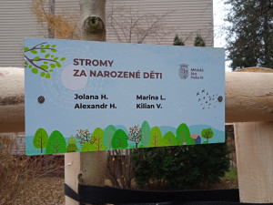 Desítka vysadila 63 stromů za své nové občánky. Milá tradice u dětí buduje vztah k přírodě