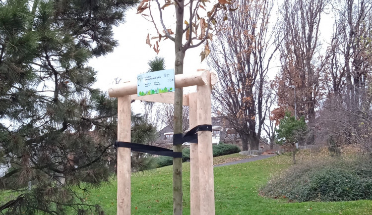 Desítka vysadila 63 stromů za své nové občánky. Milá tradice u dětí buduje vztah k přírodě