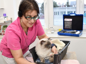 Pražská vědkyně podala nemocnému kotěti hormon pro lidi. Kotě se uzdravilo
