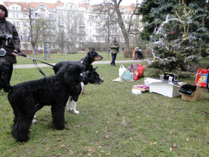 Vánoce budou mít i psi a kočky. V Praze proběhne besídka přátel zvířat se sbírkou pro útulky