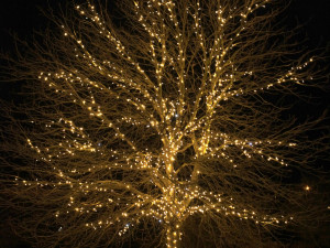 VÁNOCE NA PĚTCE: Stromy po celé městské části, Mikuláš na ledě a prodej kaprů