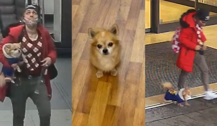 Žena nechala uvázanou čivavu v obchodě. Fenku odnesla zlodějka