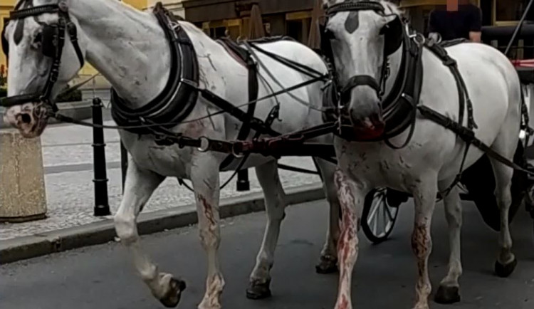 Zbytečný rozmar, který do 21. století nepatří. Praha zakázala koňské povozy