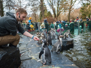 Zoo v Praze dnes navštívilo asi 5200 lidí, mnohé přilákal vánoční program