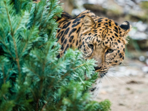 Zvířata v pražské zoo si pochutnávají na vánočních stromech, které si před svátky nikdo nekoupil