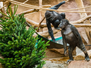 Zvířata v pražské zoo si pochutnávají na vánočních stromech, které si před svátky nikdo nekoupil