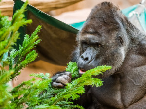 Zvířata v pražské zoo si pochutnávají na vánočních stromech, které si před svátky nikdo nekoupil