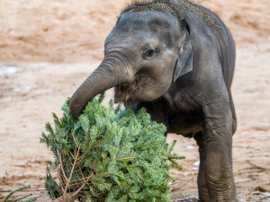 Zvířata v pražské zoo si pochutnávají na vánočních stromech, které si před svátky nikdo nekoupil