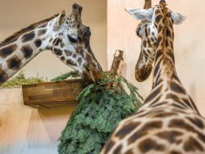Zvířata v pražské zoo si pochutnávají na vánočních stromech, které si před svátky nikdo nekoupil