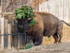 Zvířata v pražské zoo si pochutnávají na vánočních stromech, které si před svátky nikdo nekoupil