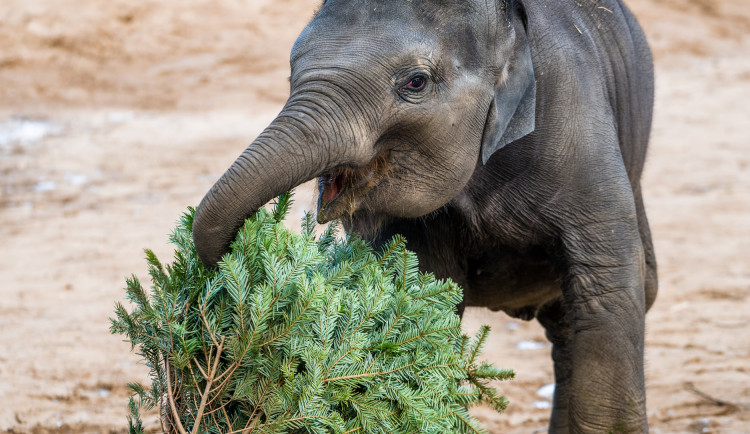 Zvířata v pražské zoo si pochutnávají na vánočních stromech, které si před svátky nikdo nekoupil
