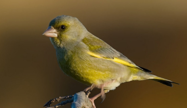 Zvonek zelený ptákem roku 2022. Vymírá kvůli trichomonóze, pomoci mu mohou lidé