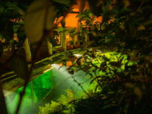 Džungle, která nespí. Vyrazte s dětmi do botanické zahrady za pořádným dobrodružstvím