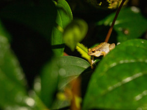 Džungle, která nespí. Vyrazte s dětmi do botanické zahrady za pořádným dobrodružstvím