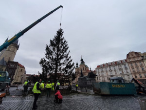 Vánoční strom na Staroměstském náměstí jde k zemi. Větve dostane pražská zoo, kmen studenti