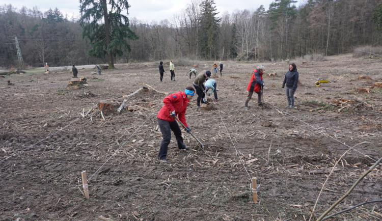 Pražští lesníci nově zalesní asi deset hektarů metropole. Stromy mají odstínit provoz kolem Prahy