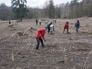 Pražští lesníci nově zalesní asi deset hektarů metropole. Stromy mají odstínit provoz kolem Prahy
