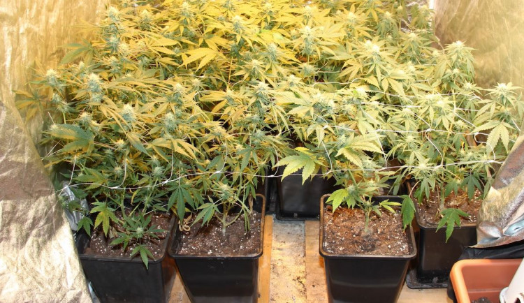 Policisté vyjížděli k poblouzněnému muži. Ten je pozval do své pěstírny na trochu marihuany