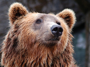 U Prahy viděl myslivec medvěda. Ať si běhá, ale hlavně, aby nikoho nenapadl, říká starosta