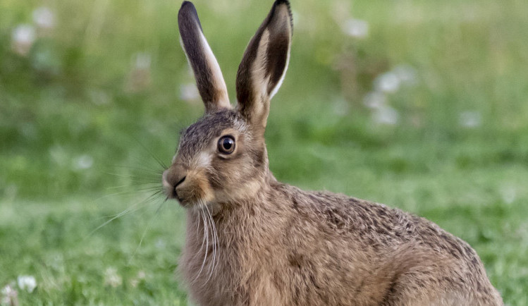 Krmné biopásy jsou přínosem pro řadu zvířat. Jejich pozitivní vliv potvrdili vědci