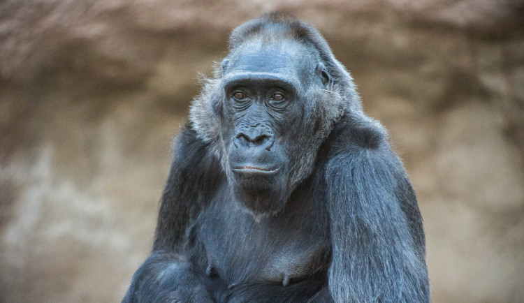 Kamba oslavila padesátiny. Je jednou z nejstarších goril v lidské péči na světě