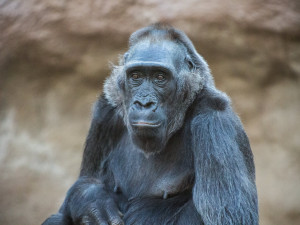 Kamba oslavila padesátiny. Je jednou z nejstarších goril v lidské péči na světě
