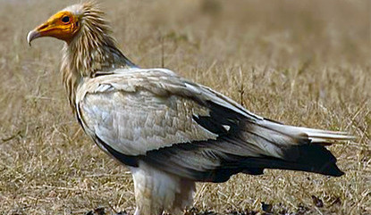 Pražská zoo přivítala nový přírůstek. Chov supů mrchožravých posílí dravec postřelený v Libanonu