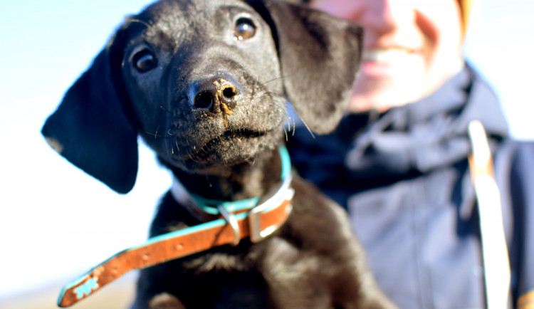 Pejskaři, uklízejte po svých psech, vyzývá radnice Prahy 5. Problém se údajně daří zlepšovat