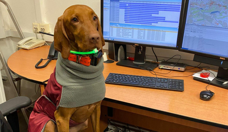 Fenka Misi vyrazila metrem na výlet na Černý Most. Po zásahu policistů se opět vrátila k majiteli