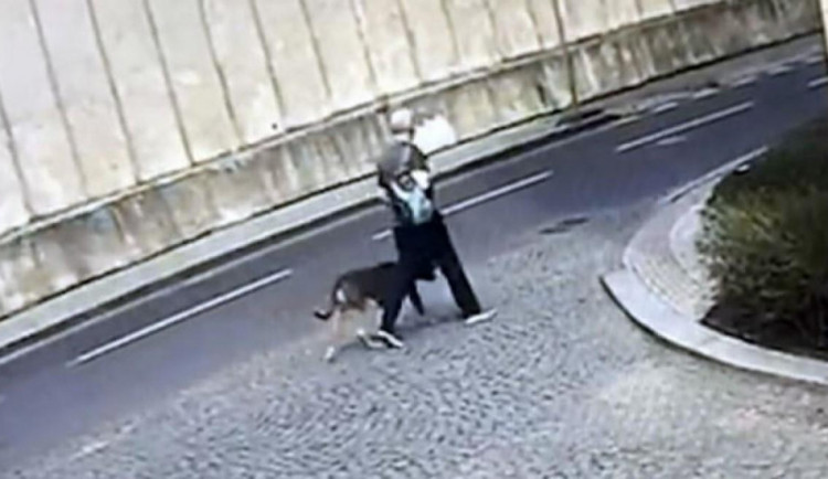 Muž, jehož pes při venčení prokousl hrudník dítěti, má jít na deset měsíců do vězení