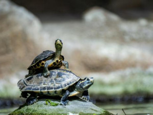 Nevíte, jak a čím krmit želvy? Dorazte na Den chovatelů želv v pražské zoo, kde zjistíte vše potřebné