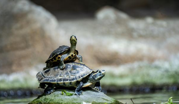 Nevíte, jak a čím krmit želvy? Dorazte na Den chovatelů želv v pražské zoo, kde zjistíte vše potřebné