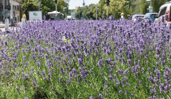 Šestka vytvoří nové záhony plné květin a rostlin. Chce zmírnit změny klimatu a přitáhnout více užitečného hmyzu
