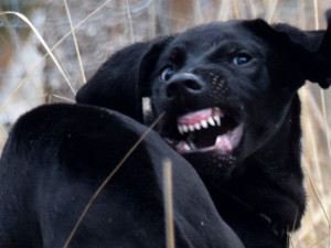 Veterináři varují: Psi neznámého původu z Ukrajiny mohou do ČR zavléct vzteklinu