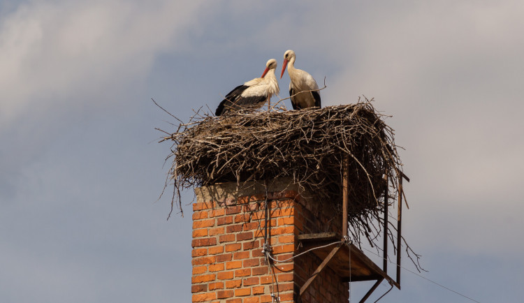Čápi začínají přilétat z teplých krajů. Zatím po Česku obsadili asi padesát hnízd
