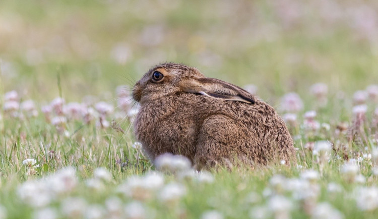 Lidé na jaře často odebírají zdravá mláďata z přírody. Zvíře má malou šanci na přežití
