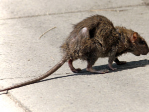 V Praze jsou miliony potkanů. Začíná jejich plošné hubení