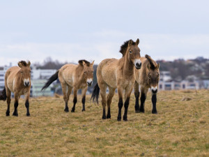 Stádo koní na pražských Dívčích hradech se rozroste o další koně a hříbata